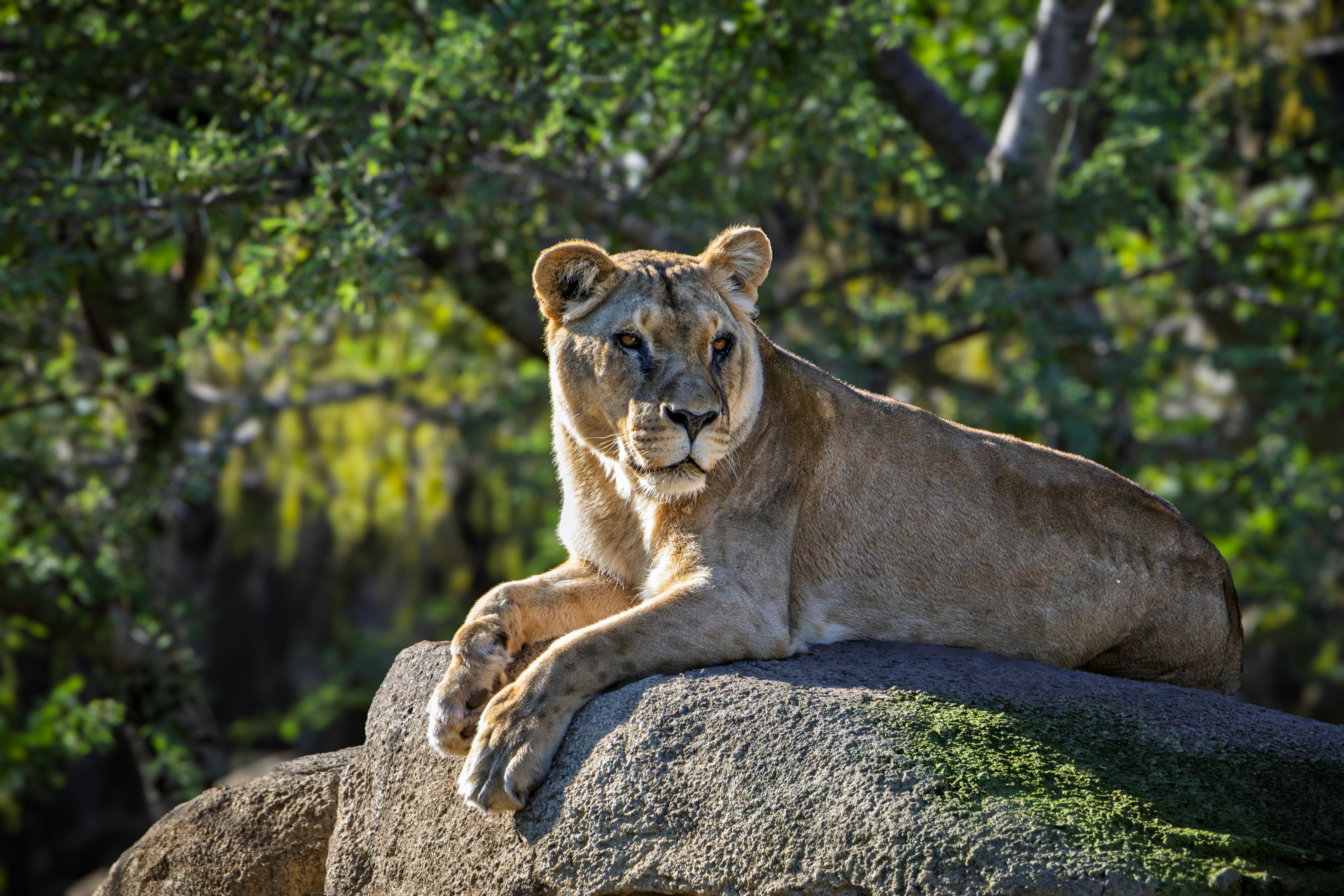 lioness on a rock in Africa